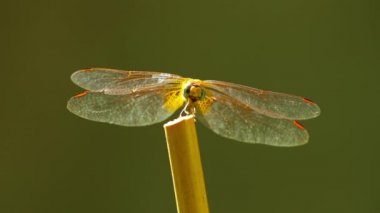 Sarı kanatlı yusufçuk sineği vahşi doğada yalnız başına bokeh yeşili arka planla kaplıdır. Böcek makro görüntüsü.
