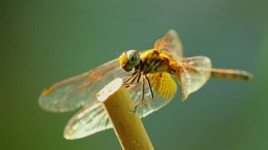 Sarı kanatlı yusufçuk sineği vahşi doğada yalnız başına bokeh yeşili arka planla kaplıdır. Böcek makro görüntüsü.