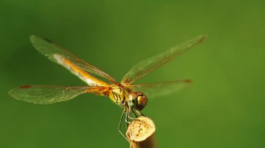 Sarı kanatlı yusufçuk sineği vahşi doğada yalnız başına bokeh yeşili arka planla kaplıdır. Böcek makro görüntüsü.