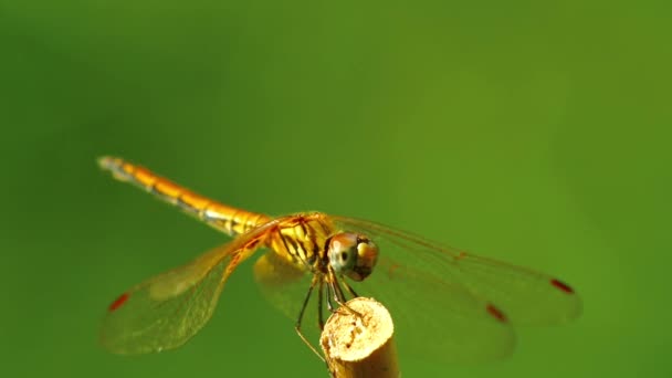 黄翼黑暗蜻蜓在野外与绿色的自然背景隔离在一起 昆虫宏观画面 — 图库视频影像