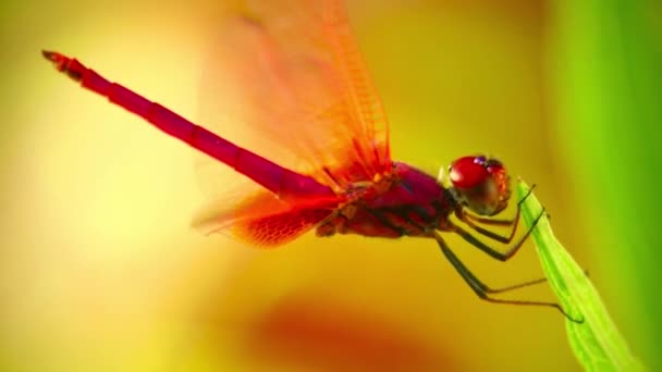 Rood Scharlaken Donkerder Libelle Mannelijke Insect Buiten Met Natuur Achtergrond — Stockvideo