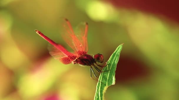 Rote Scharlachrote Darter Libelle Männliches Insekt Freien Mit Naturhintergrund Insektenmaterial — Stockvideo