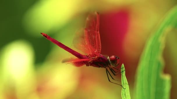 Insecte mâle libellule rouge écarlate à l'extérieur avec fond naturel, images d'insectes en gros plan plein cadre .