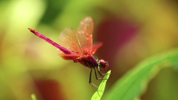 红色深红色蜻蜓雄性昆虫户外 有自然背景 昆虫镜头接近全景 — 图库视频影像