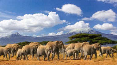 Kilimanjaro Tanzanya Dağı 'nda büyük bir Afrika fili sürüsü ve karla kaplı dağlarıyla Kenya' da bulutlu mavi gökyüzü ile safari gezisine çıktılar. Afrika 'nın en yüksek noktası, en büyük memelilerin savana arazisi..