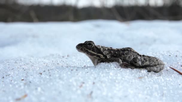 青蛙呼吸在雪中 — 图库视频影像