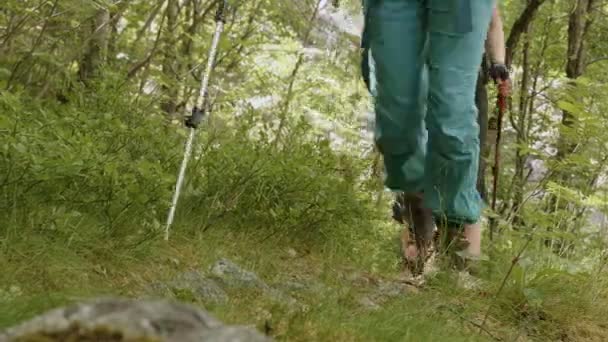 Пешие прогулки в лесу Норвегии — стоковое видео