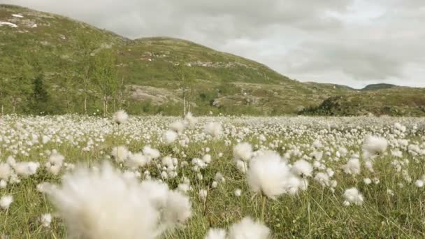 Campo de algodão na montanha. Noruega . — Vídeo de Stock