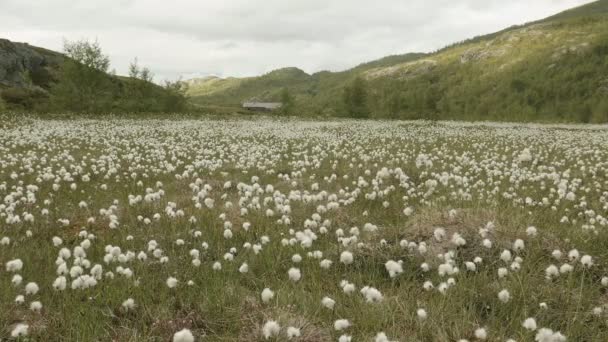 Campo di cotone in montagna. Paesi Bassi — Video Stock