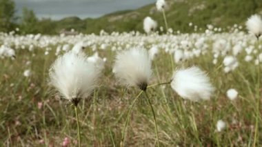 Doğa alanında pamuk