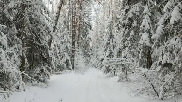 Bosque nevado en invierno — Vídeo de stock