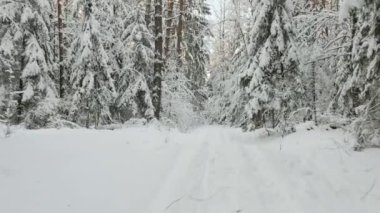 Kışın karlı orman