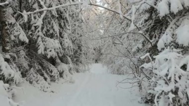 karlı bir ormanda yol