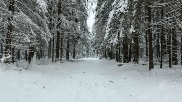 Прогулка в зимний лес — стоковое видео
