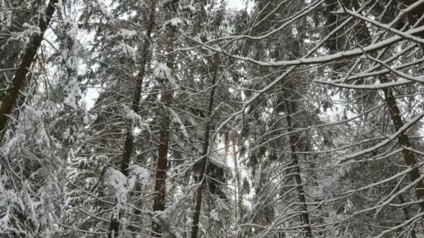 De las copas de los árboles en el bosque de invierno — Vídeos de Stock