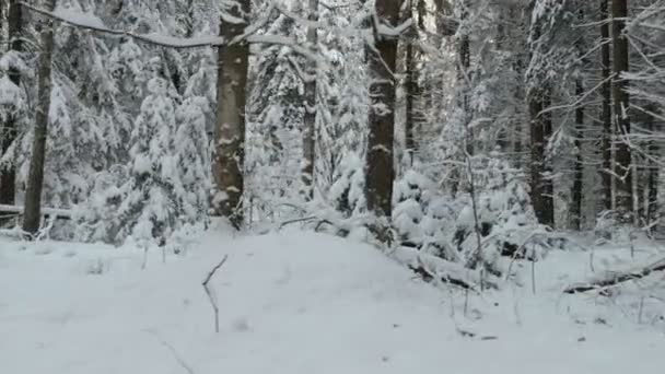 Wandelen in het bos van de winter — Stockvideo