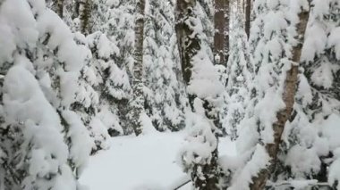 Karlı ağaçların arasında yürüyüş