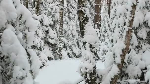 Spaziergang zwischen den schneebedeckten Bäumen — Stockvideo