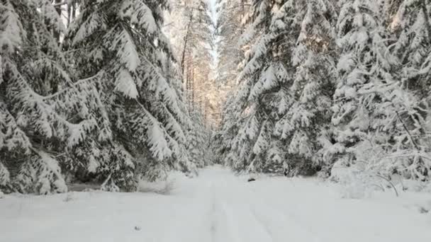 Nascer do sol na floresta nevada — Vídeo de Stock