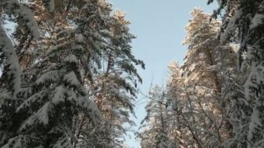 En fazla kar kaplı ağaçlar