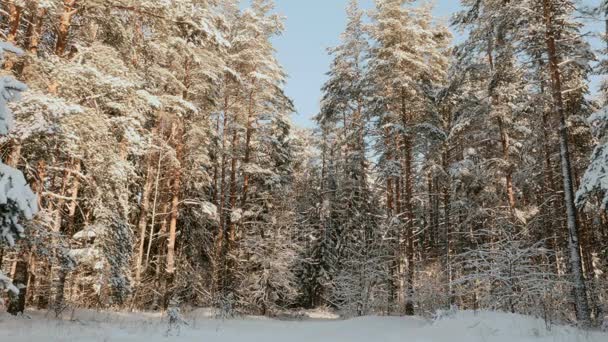 Solig morgon i den snöiga skogen — Stockvideo