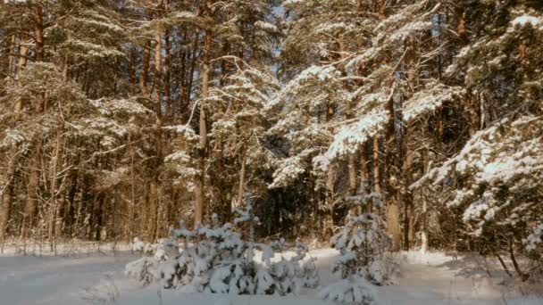 Journée ensoleillée dans la forêt d'hiver — Video