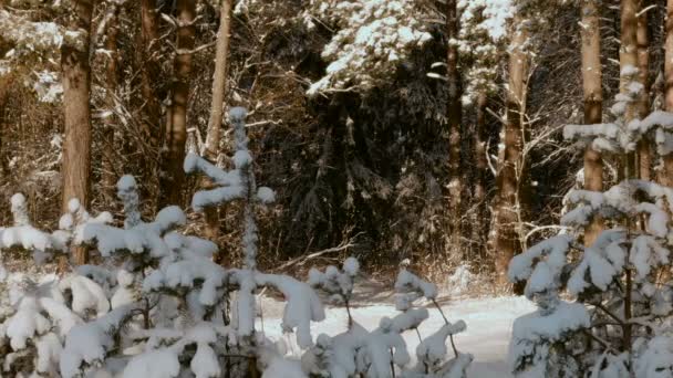 Snöiga träd i vinterskogen — Stockvideo