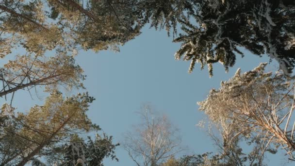 Toppen av de snöiga träd — Stockvideo