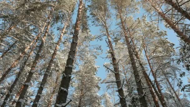 Blauer Himmel und Wipfel von schneebedeckten Bäumen — Stockvideo