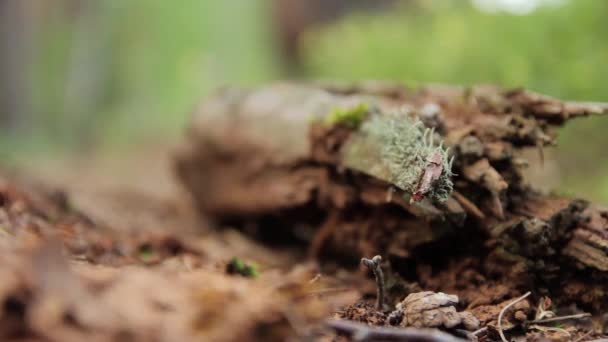 Siga el enfoque de la rama podrida al árbol — Vídeo de stock