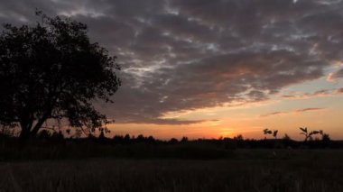 Günbatımı ağaç ve çiçek üzerinde. Atış, kaymak hızlandırılmış
