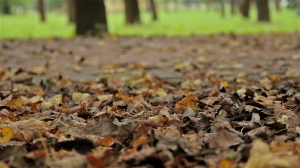 Düşen yapraklar, sonbahar. Yakın, yatay kaydırıcı vurdu — Stok video