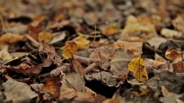 Follaje caído, otoño. Primer plano, plano deslizante horizontal — Vídeo de stock