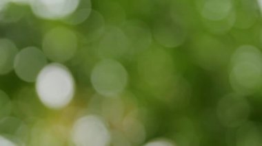 Odaklanmamış ağaç yapraklar, yeşil arka plan ve doku