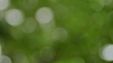 Odaklanmamış ağaç yapraklar, yeşil arka plan ve doku