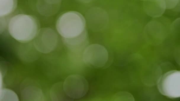 Feuilles d'arbre floues, fond vert et texture 