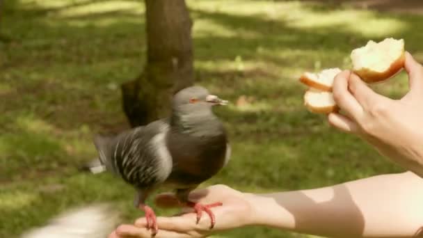 Pigeon mange la pomme — Video