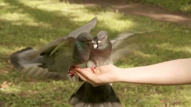 Os pombos lutam pela comida — Vídeo de Stock