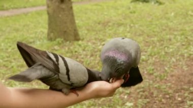 Yandan yeme güvercinler