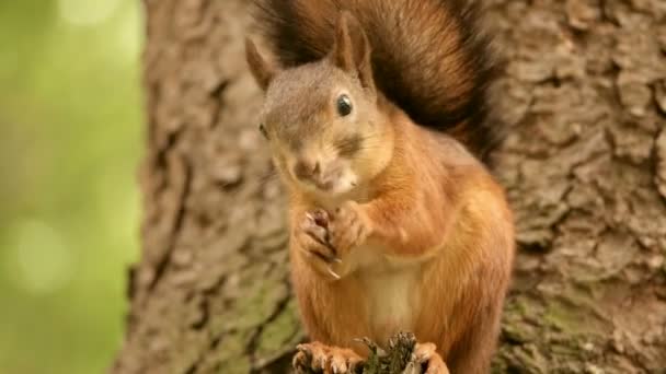 Eichhörnchen frisst am Baum — Stockvideo