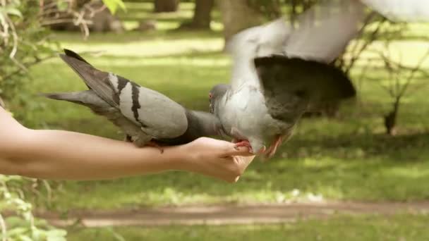 Pombos comendo nas mãos — Vídeo de Stock