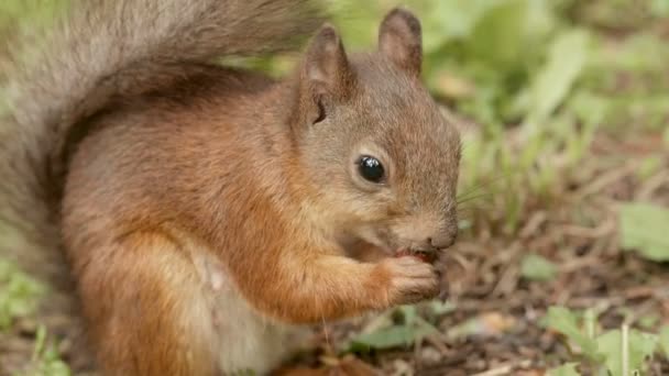 Wiewiórka zjada nakrętki — Wideo stockowe