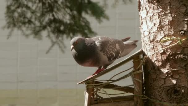 Des sauts de pigeon pour voler — Video