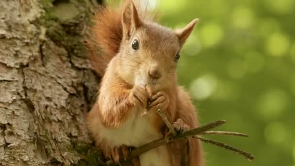 Wiewiórka zjada na gałęzi — Wideo stockowe