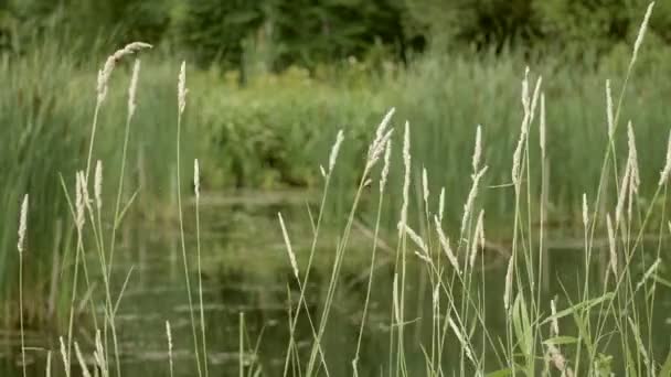 Dry grass on the river bank — Stock Video