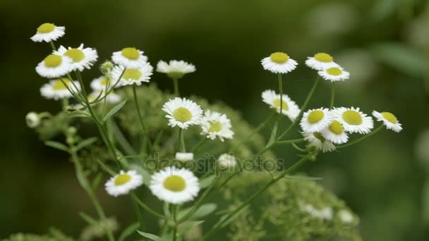 Kamillenblüte im Park — Stockvideo