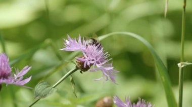 bir çiçek üzerinde Bumble bee