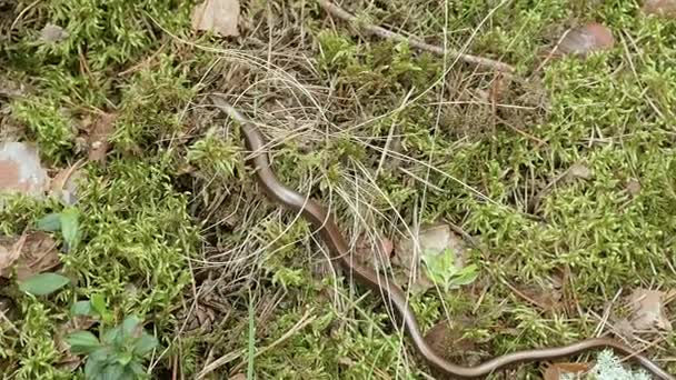 The Anguis fragilis, or slow worm, is a limbless lizard. Close up shot — Stock Video