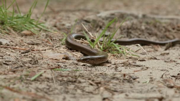 Anguis fragilis, vagy a lassú féreg, a limbless gyík. Mint egy kígyó — Stock videók