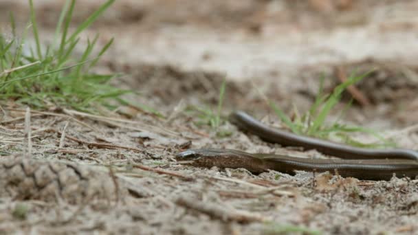 El lagarto sin limite parece una serpiente. El Anguis fragilis, o gusano lento — Vídeos de Stock